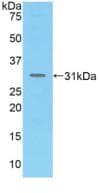 MAdCAM-1 Antibody (aa29-297)