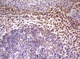 FBXW7 / FBW7 Antibody (aa1-354, clone OTI2G7)
