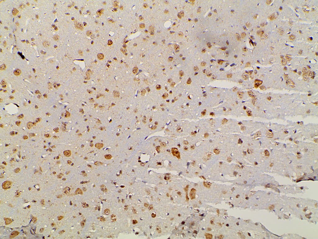 EFNB2 / Ephrin B2 Antibody