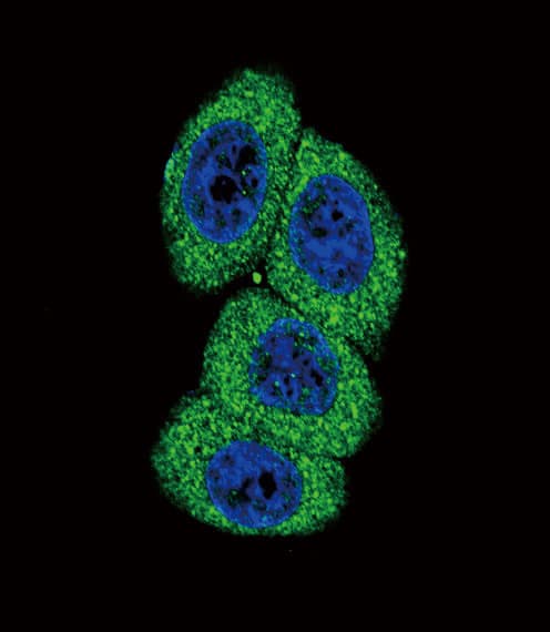 CYP4B1 Antibody (aa331-362)