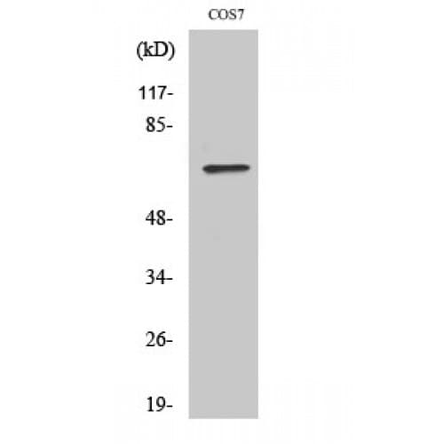 POT1 Antibody (Internal)