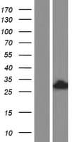TSN / Translin Protein (Over-Expression Lysate Myc-DDK (Flag))