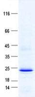 Human RLN1 / Relaxin Protein (Recombinant His, N-Terminal)