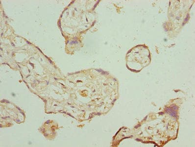 FKBP1A / FKBP12 Antibody
