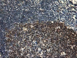 HSPBP1 Antibody (clone OTI1F3)