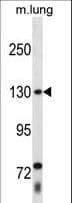Polyclonal Rabbit anti-Human THRAP3 / TRAP150 Antibody (aa927-955, WB)