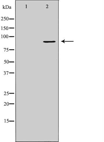 Polyclonal Rabbit anti-Human TNFAIP3 / A20 Antibody (IHC, IF, WB)