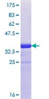 Human GJD2 / CX36 / Connexin 36 Protein (Recombinant GST, N-terminus)