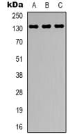 CARMA1 / CARD11 Antibody (N-Terminus)