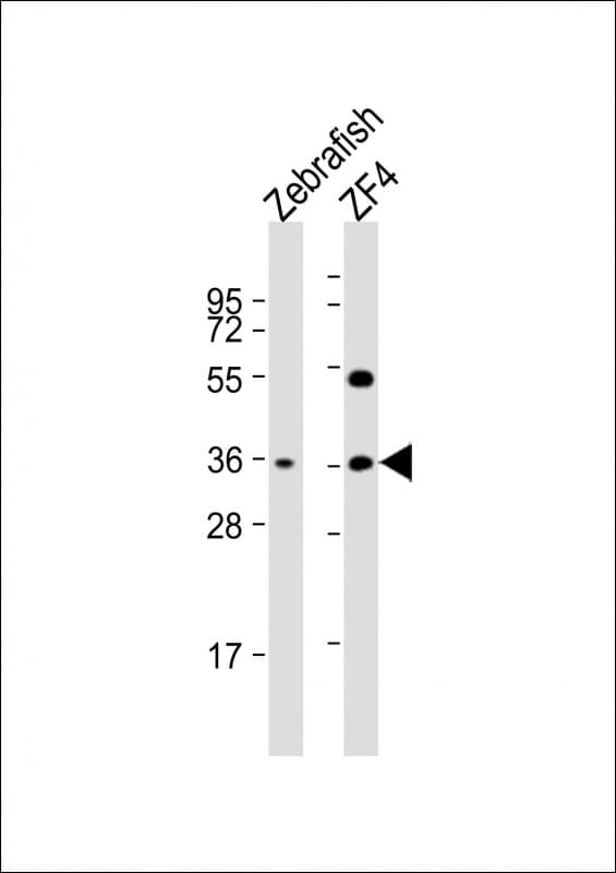Polyclonal Rabbit anti-Zebrafish CLVS2 Antibody (aa262-295, WB)