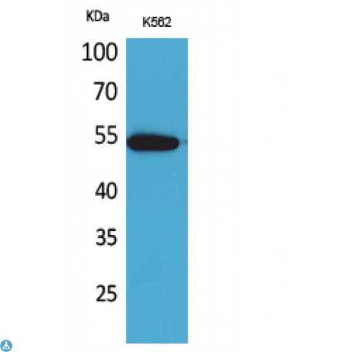 SIGLEC9 Antibody