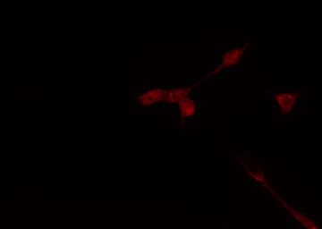TAF1A Antibody