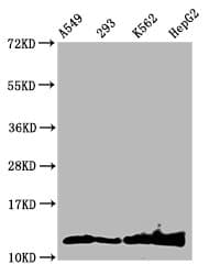 HIST1H4I Antibody