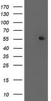 PPM1B Antibody (clone OTI3E8, Carrier-free)