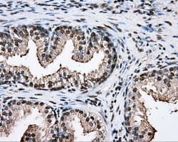 PTPRE / PTP Epsilon Antibody (clone OTI3D4, Carrier-free)