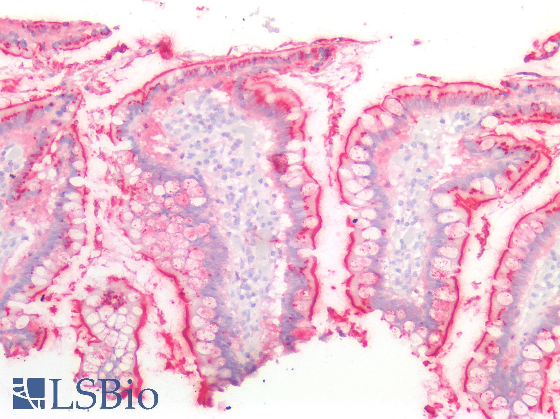 PathPlus™ CFTR Antibody (aa25-36)
