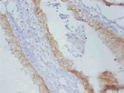 Monoclonal Mouse anti-Rat TIMP1 Antibody (WB)