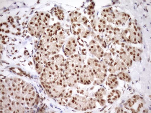 SYF2 / p29 Antibody (aa2-92, clone OTI6A5, Carrier-free)