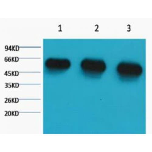 Alpha Tubulin Antibody (clone 8F11)
