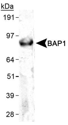 BAP1 Antibody (clone 1G8, DY650)