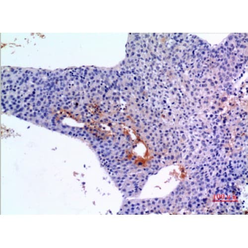 Polyclonal Rabbit anti-Human BMP3 Antibody (411-460 aa, C-terminal, IHC, WB)