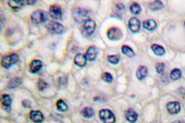 SRC Antibody (Leu412)