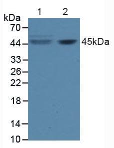 CD95 / FAS Antibody (aa22-172)