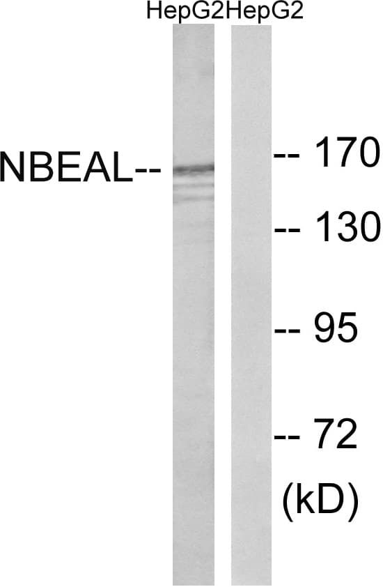 NBEAL1 Antibody (aa566-615)