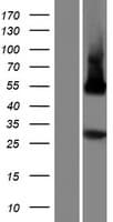 PLSCR5 Protein (Over-Expression Lysate Myc-DDK (Flag))