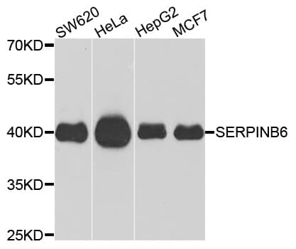 Polyclonal Rabbit anti-Human SERPINB6 / PI-6 Antibody (WB)
