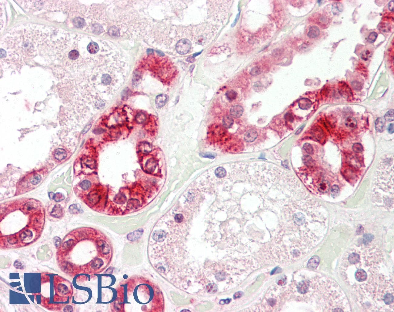 IHC-plus™ GZF1 Antibody