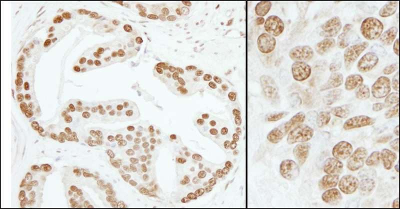 SUB1 Antibody (aa77-127)