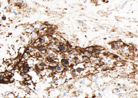 GJC1 / CX45 / Connexin 45 Antibody