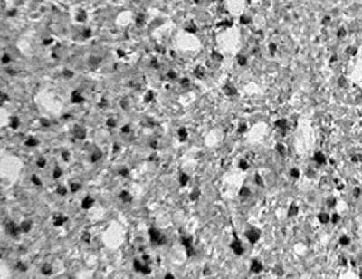 HIF1AN Antibody (C-Terminus, DY650)