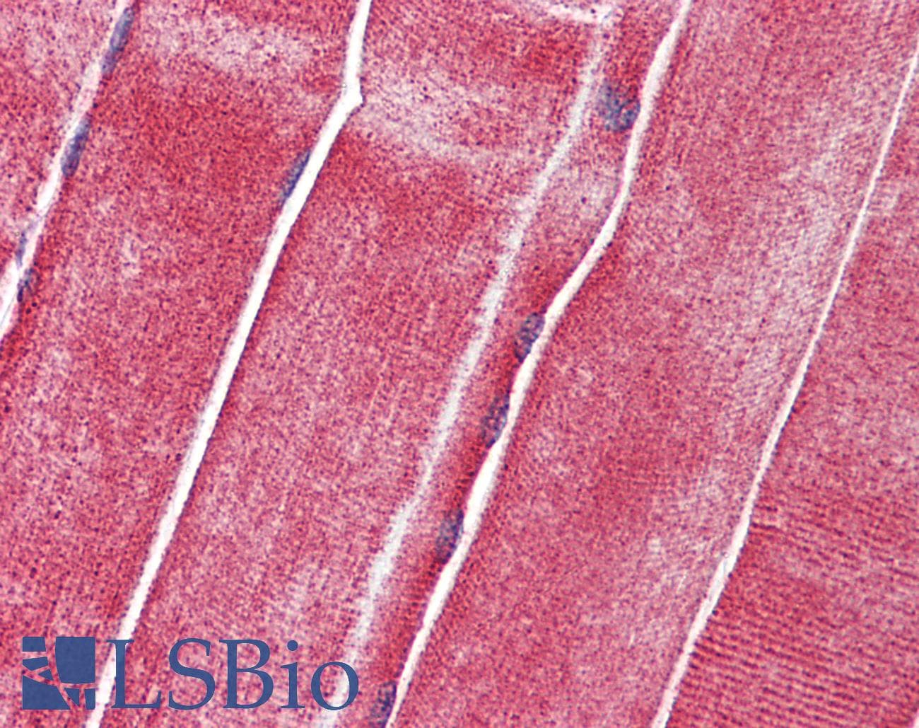 SLC36A2 Antibody (aa36-85)