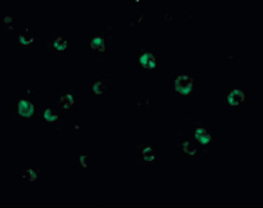 IHC-plus™ C1QTNF6 / CTRP6 Antibody
