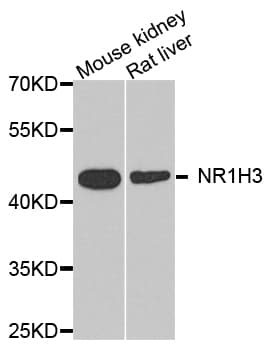 NR1H3 / LXR Alpha Antibody
