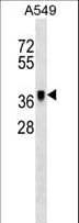METAP1 Antibody