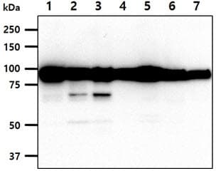 CANX / Calnexin Antibody (clone AT18B9)