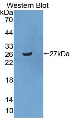 SRPRB Antibody (aa56-269, APC)