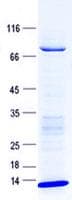 Human CAMK2G / CaMK II Gamma Protein (Recombinant GST, N-terminus + His, C-terminus)