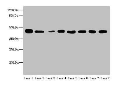 BAF53 / ACTL6A Antibody (aa1-280)