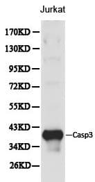 CASP3 / Caspase 3 Antibody