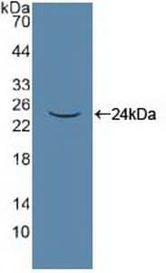 PANX1 / Pannexin 1 Antibody (aa228-411)