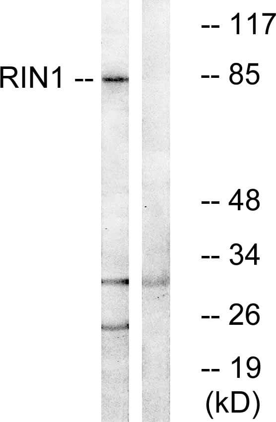 RIN1 Antibody