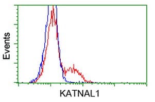 Monoclonal Mouse anti-Human KATNAL1 Antibody (clone OTI1A7, IHC, WB)