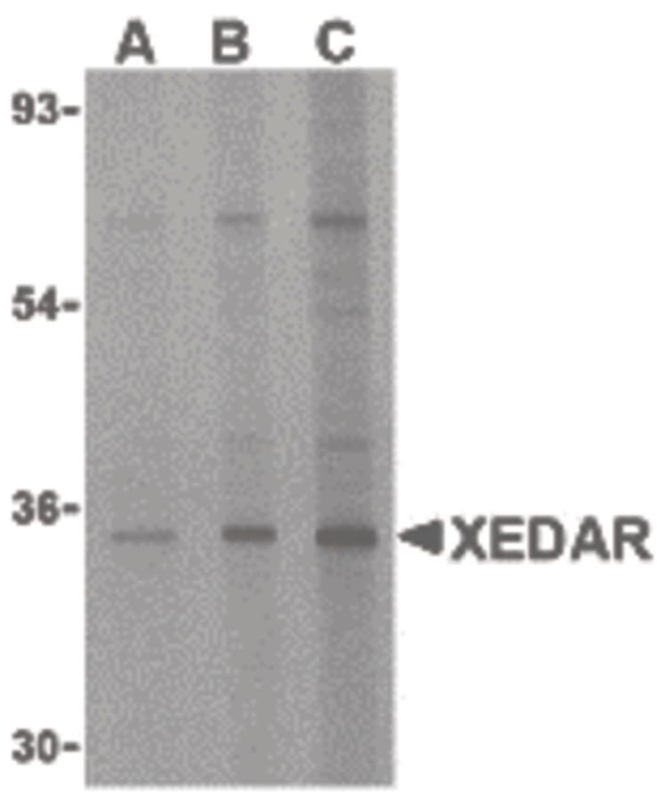 IHC-plus™ Polyclonal Rabbit anti-Human EDA2R / XEDAR Antibody (IHC, WB)