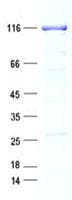 Human DTL / CDT2 Protein (Recombinant GST, N-terminus + His, C-terminus)