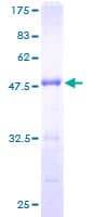 Human FMNL2 Protein (Recombinant GST)
