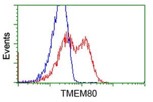 TMEM80 Antibody (clone OTI3A6, Carrier-free)